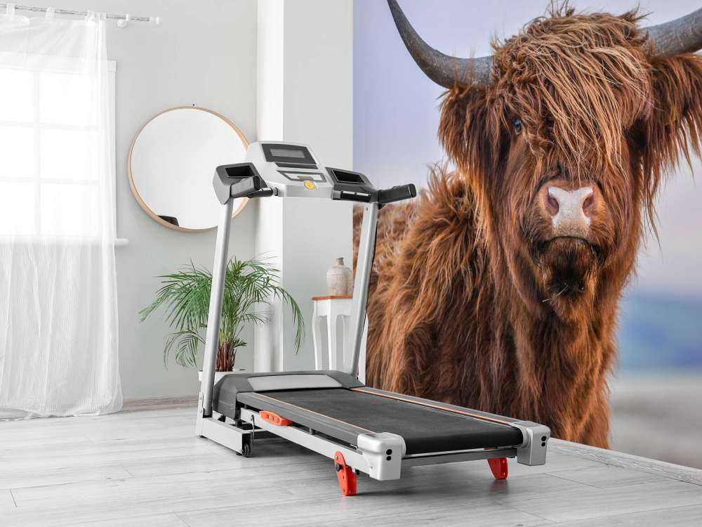 Staring Scottish Highlander