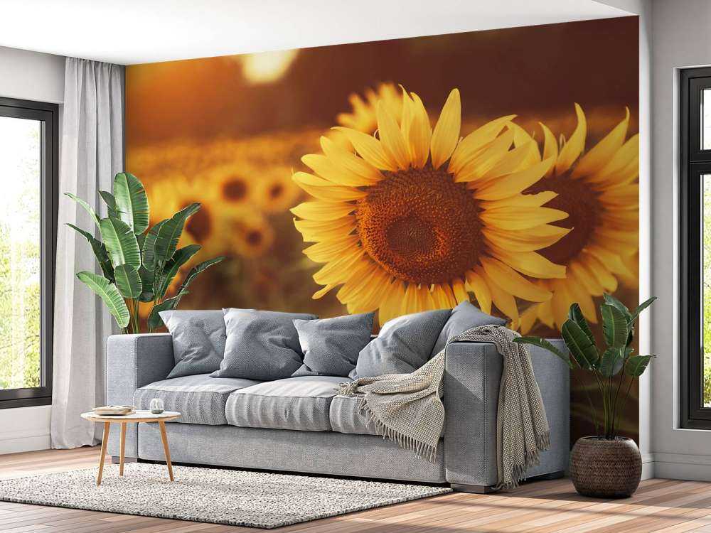 Sunflowers in sunlight