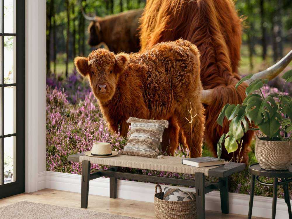Family Scottish Highlanders