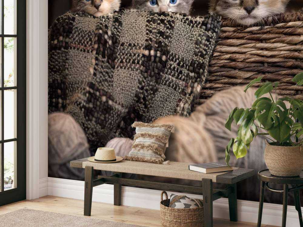 Three kittens in a basket