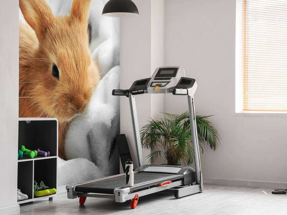 Brown rabbit