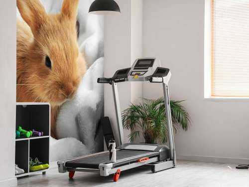 Brown rabbit