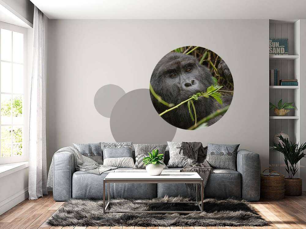 Gorilla between the branches