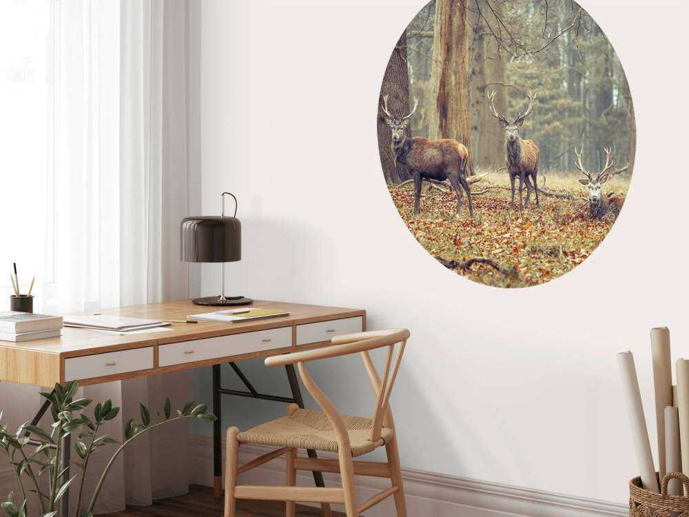 Wild deer