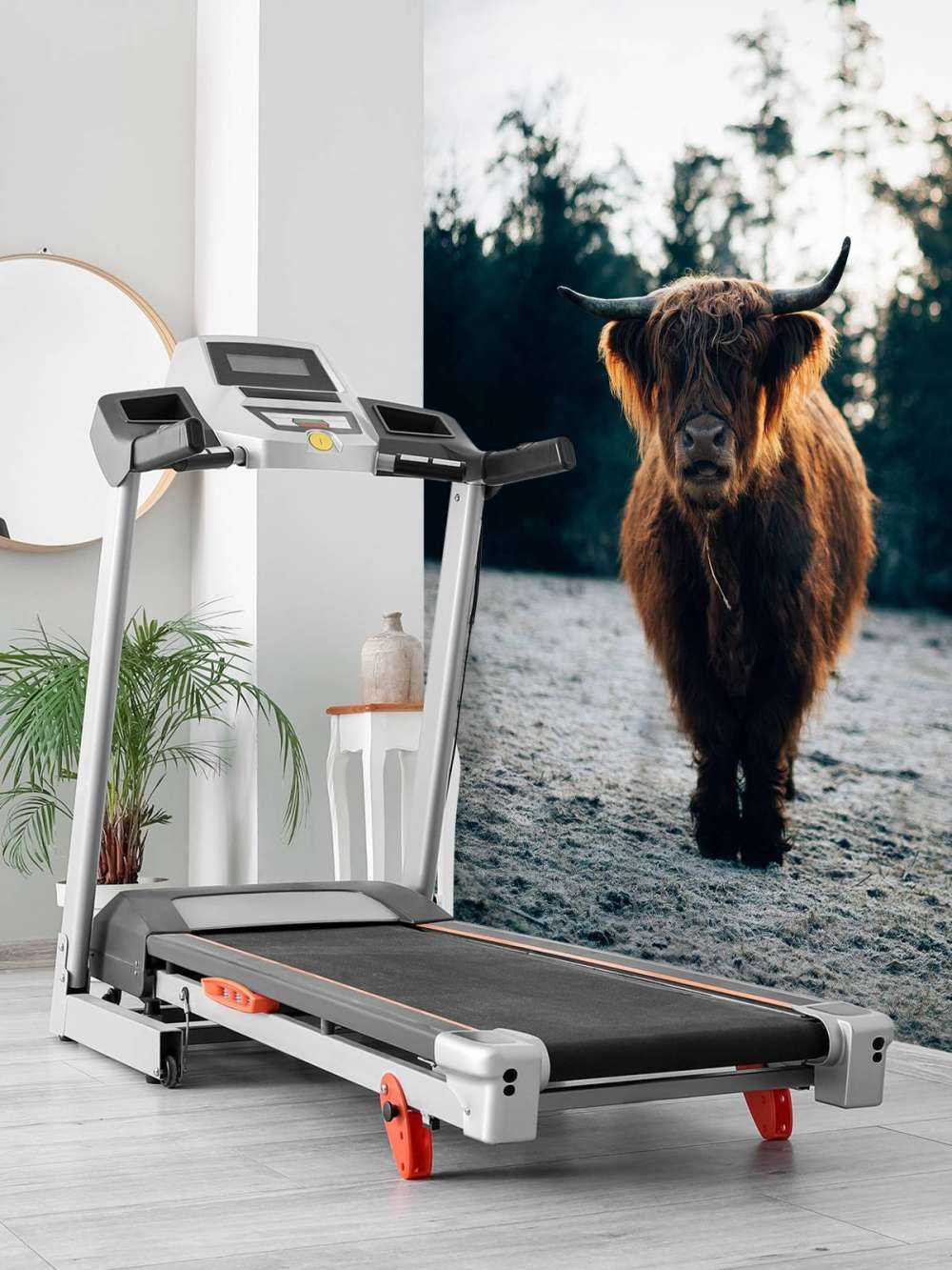 Scottish Highlander in the morning sun