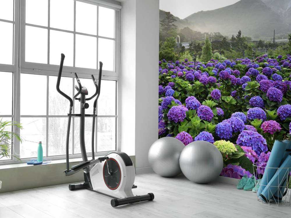 Hydrangeas in Beitou