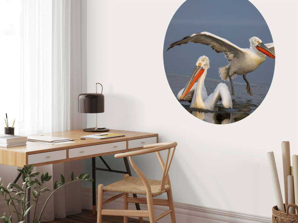 Dalmatian pelican