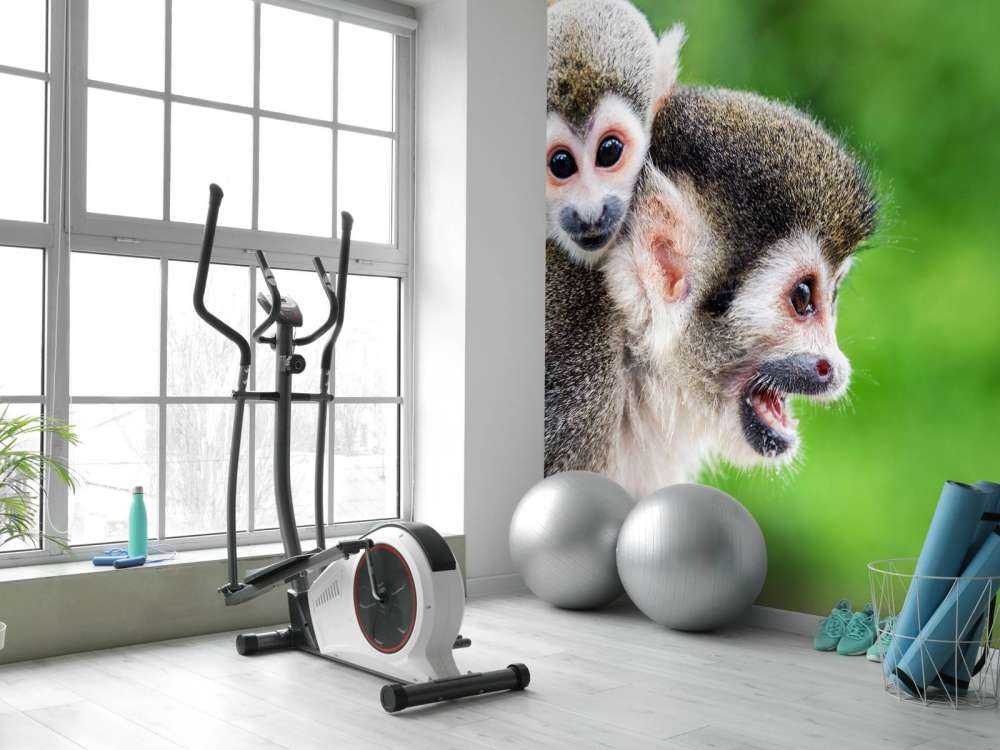 Squirrel monkeys