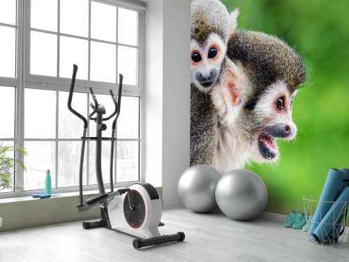 Squirrel monkeys