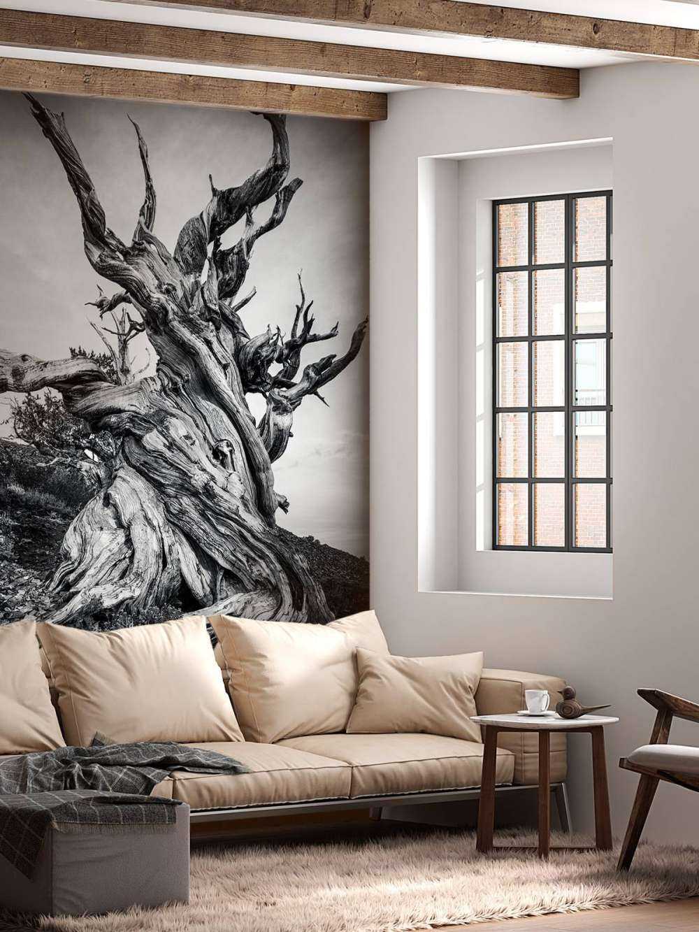 Methuselah tree