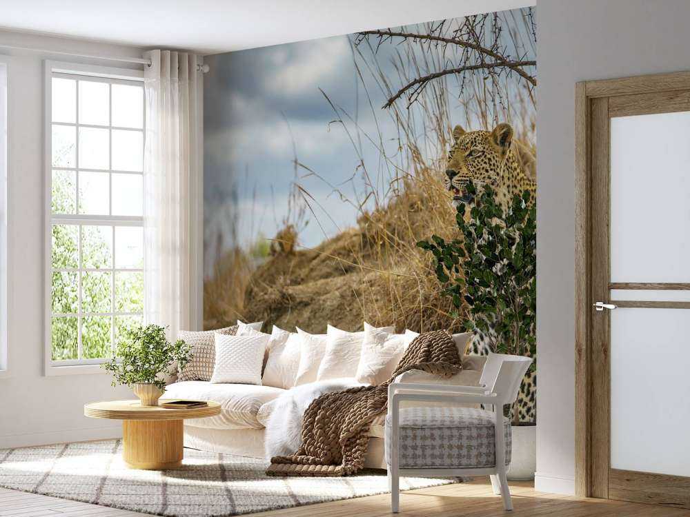 Leopard on the lookout