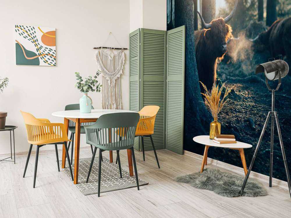 Scottish Highlander in morning light