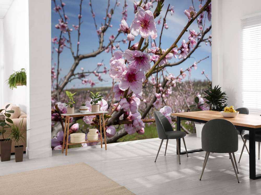 Light Pink Blossoms