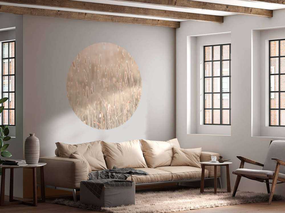 Meadow during the sunset