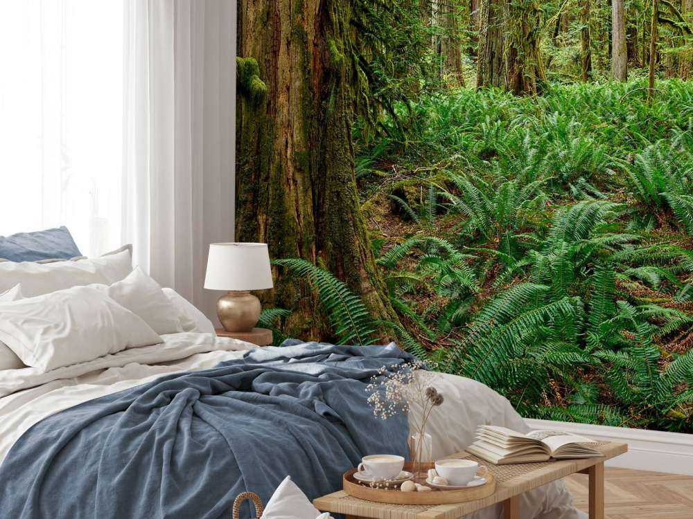 Ferns and trees 