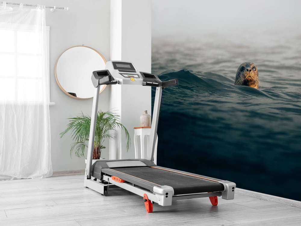 Seal off Danish coast