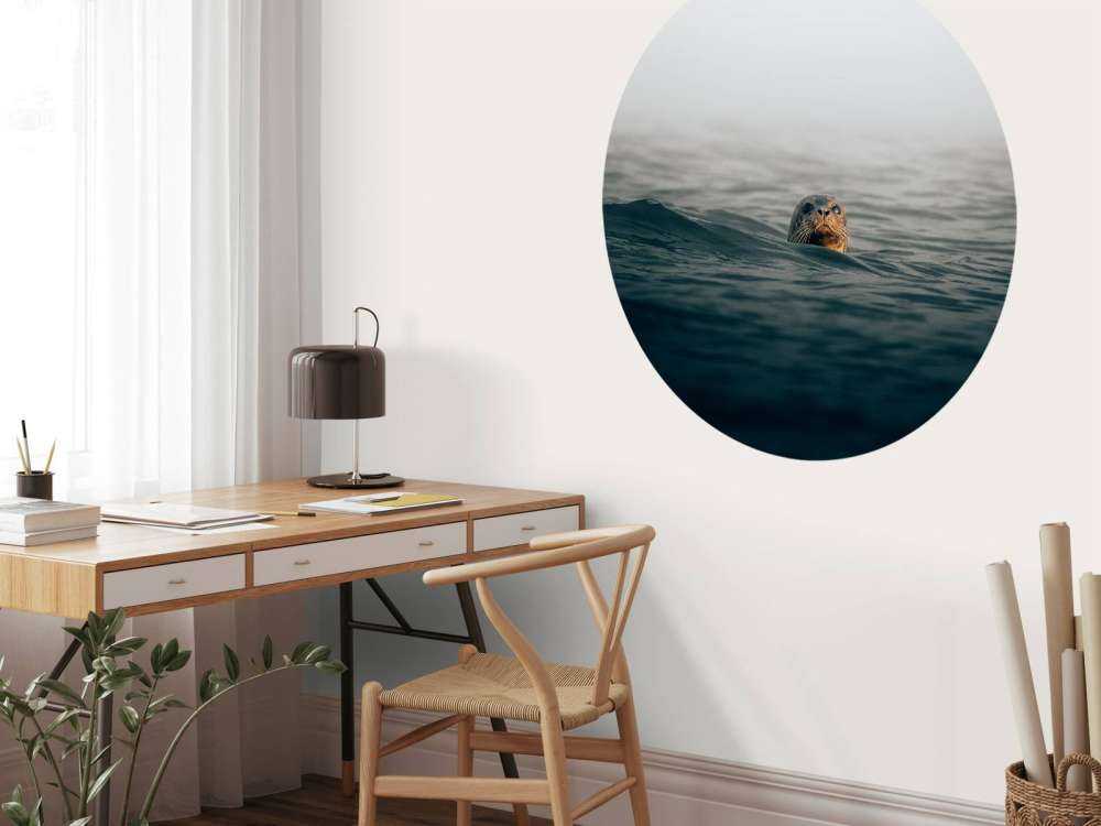 Seal off Danish coast