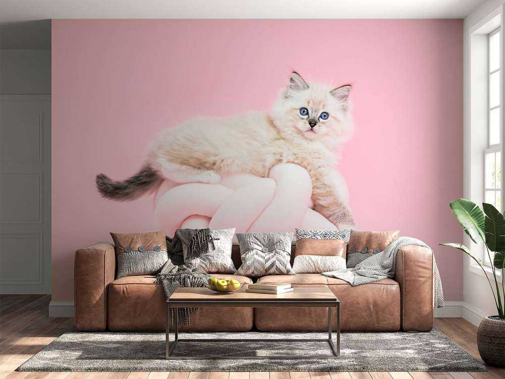 White cat on pink background