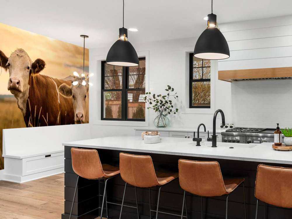 Cows in the evening sun