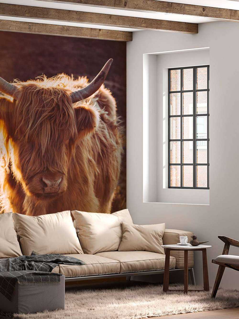 Scottish Highlander in the sun