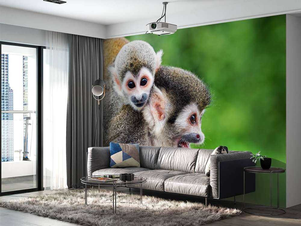 Squirrel monkeys