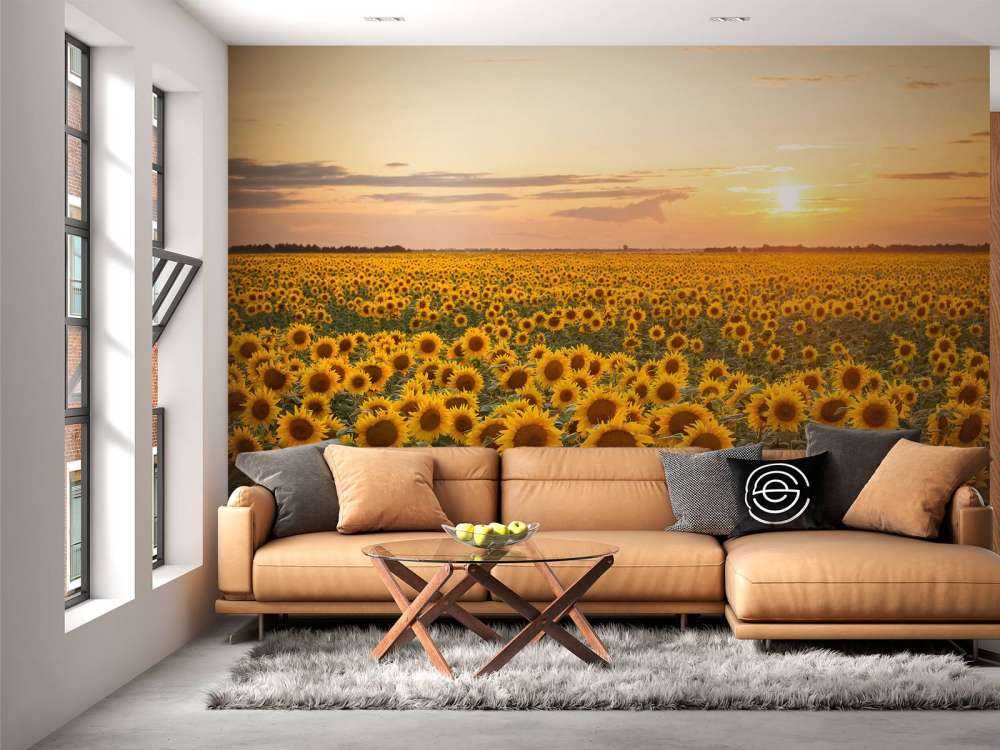 Sunflower field with sunset