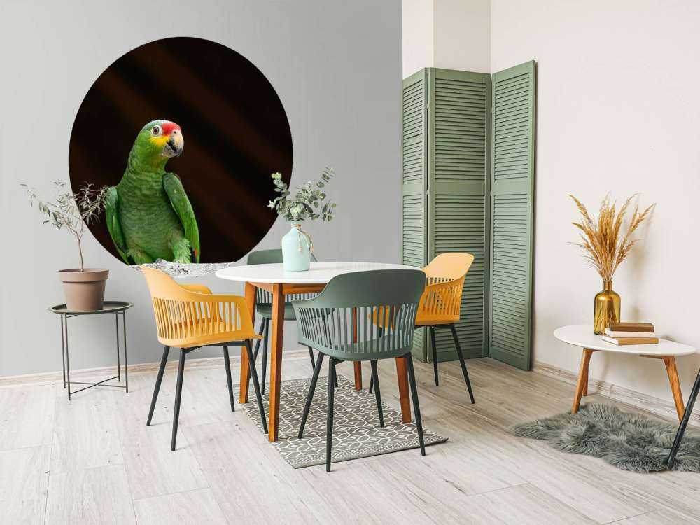 Curious parrot