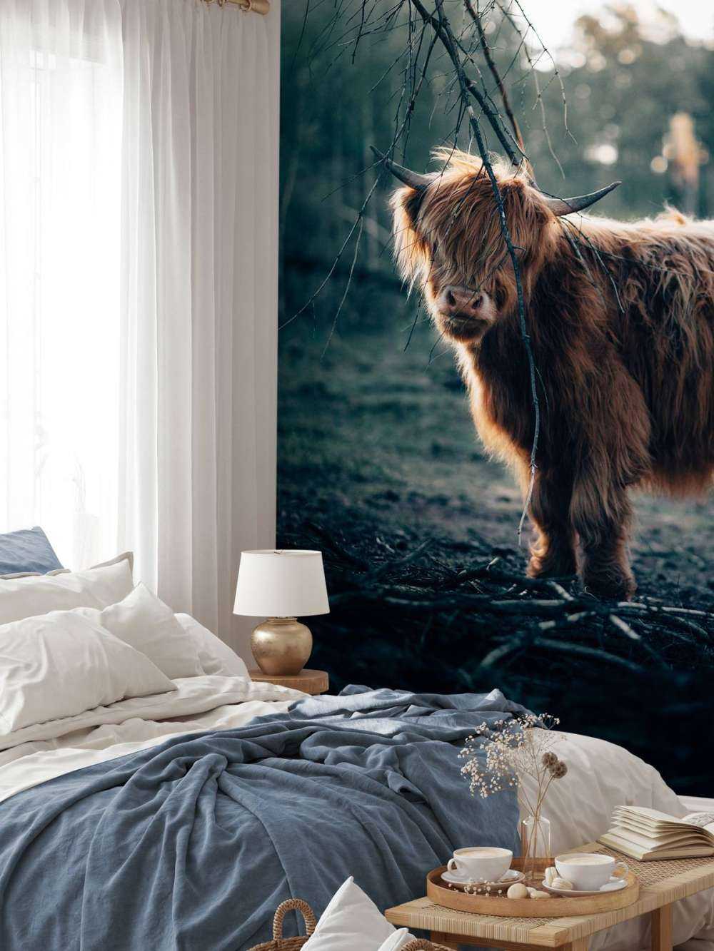 Scottish Highlander on the edge of the woods