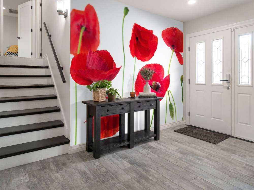 Poppies on white background
