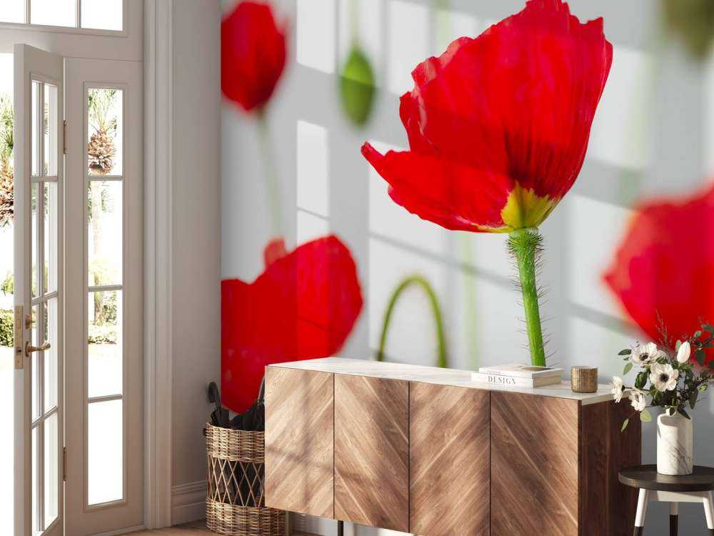 Close-up red poppies