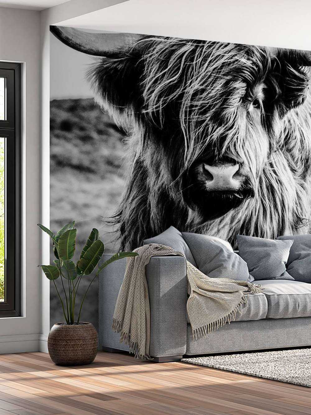 Scottish Highlander in black and white
