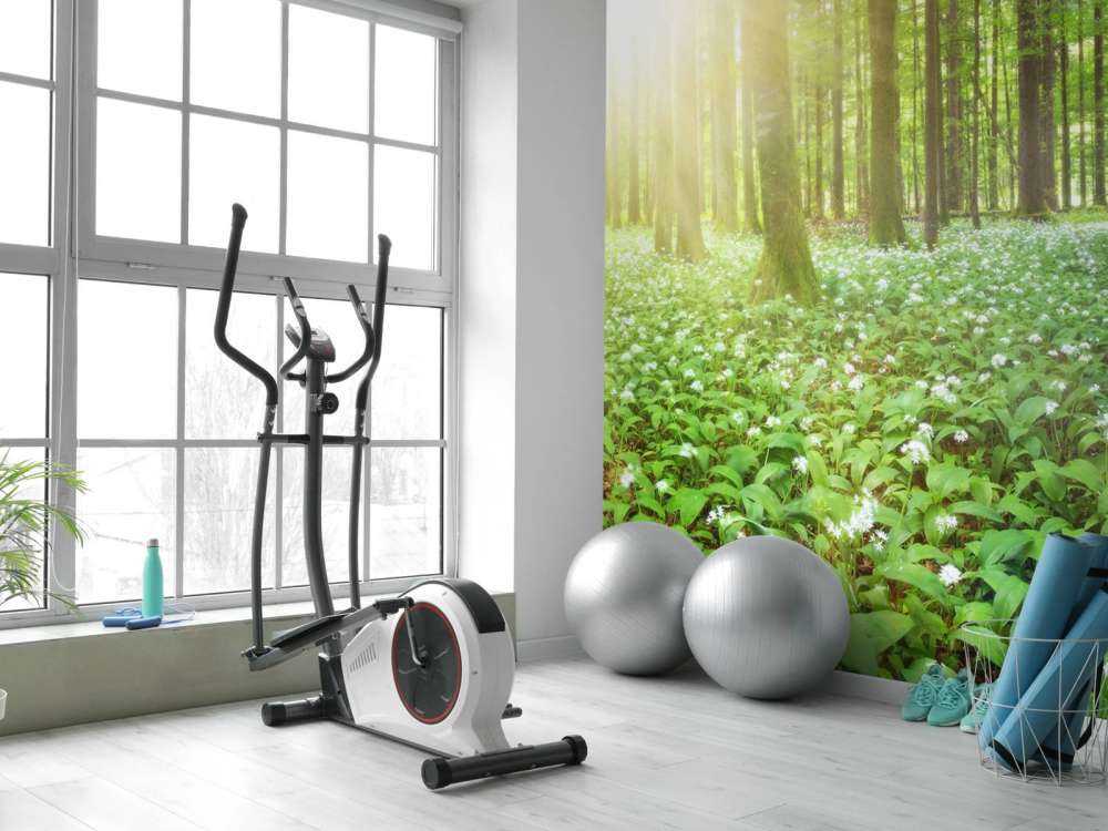 Wild forest at sunrise