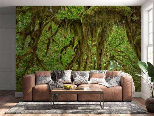 Moss on tree branches