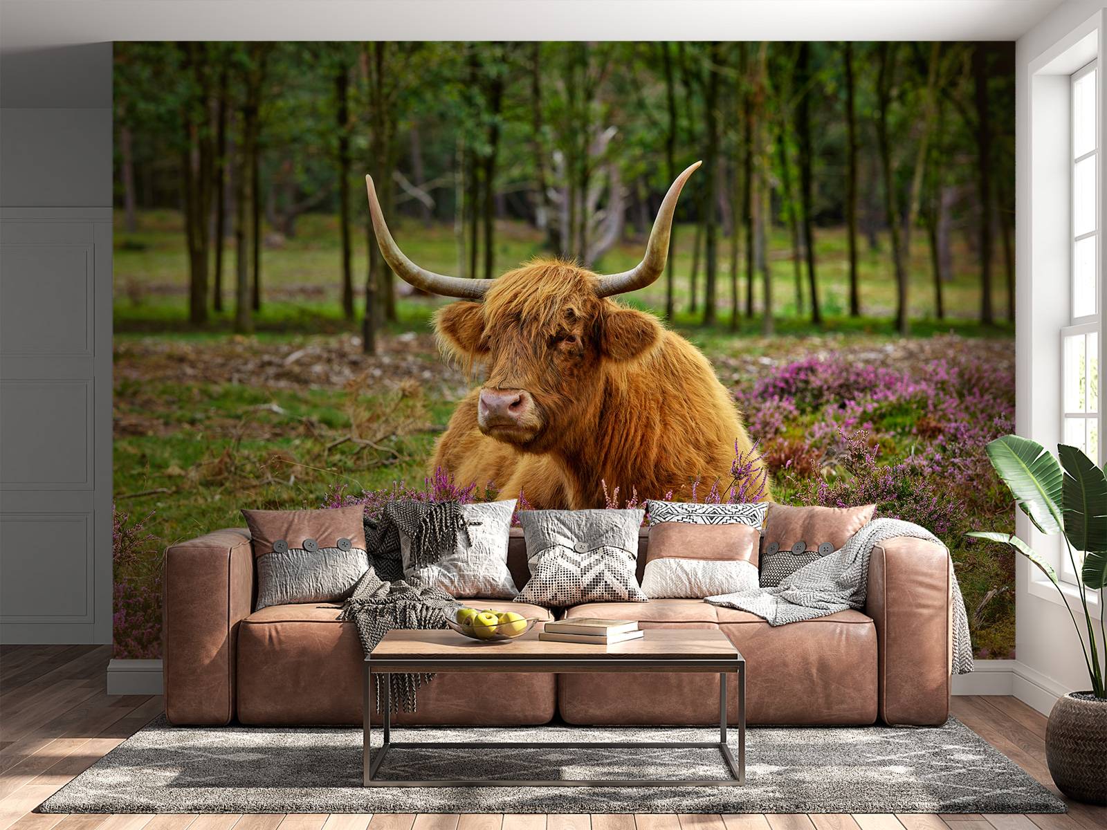 Scottish highlander between purple heather