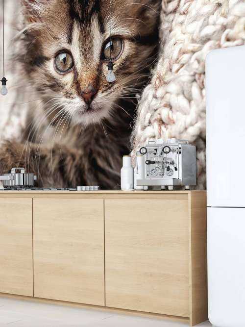 Kitten in a blanket