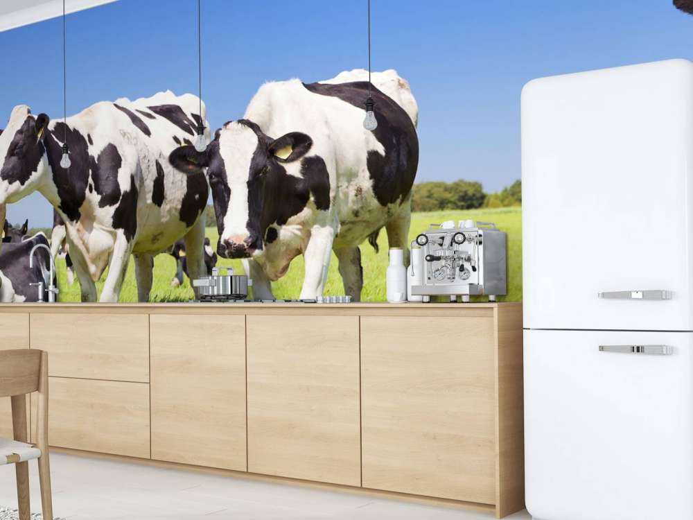 Photo wallpaper cows