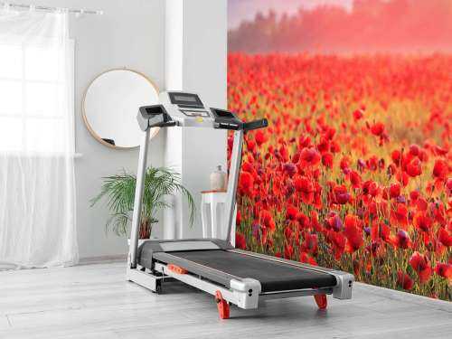 Field full of poppies