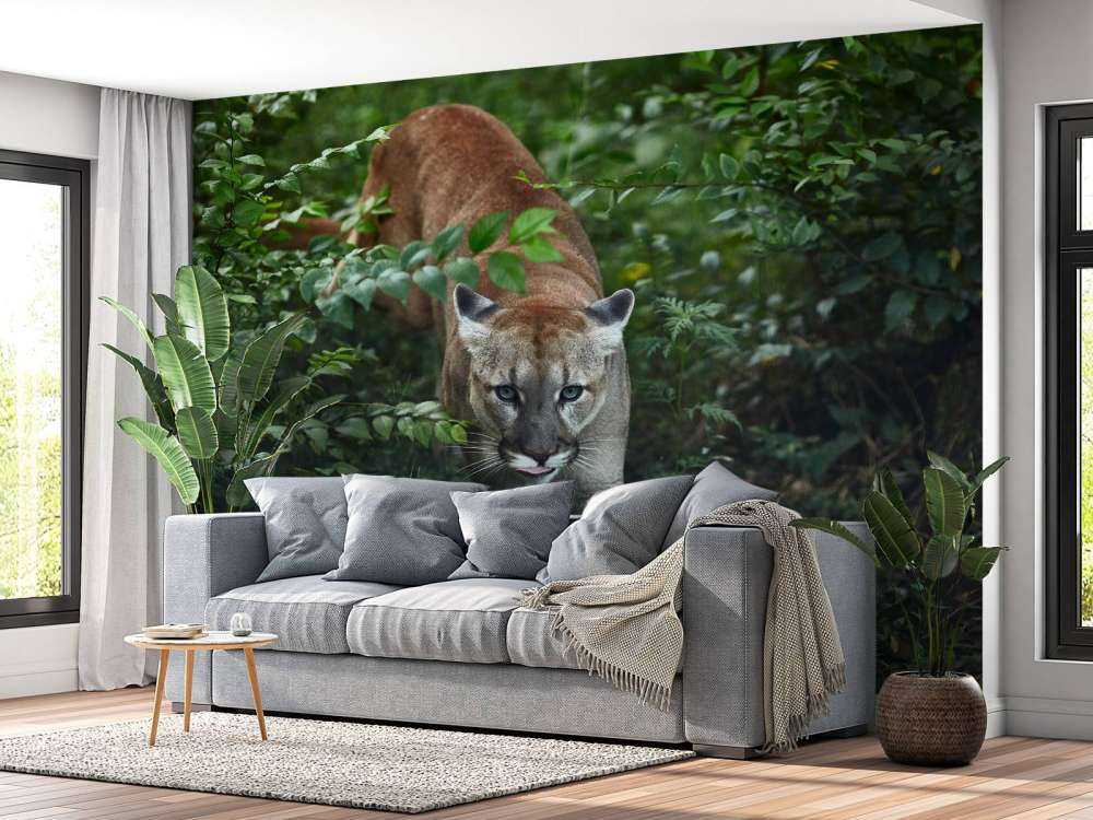 Sneaking mountain lion