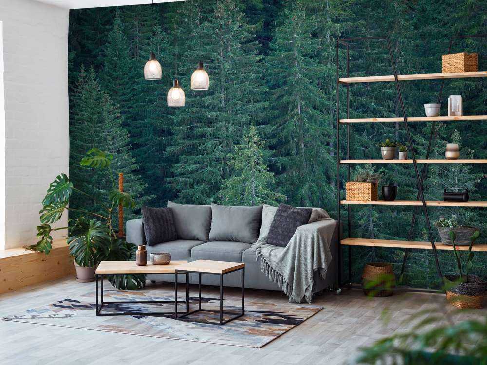 Conifers with pine cones