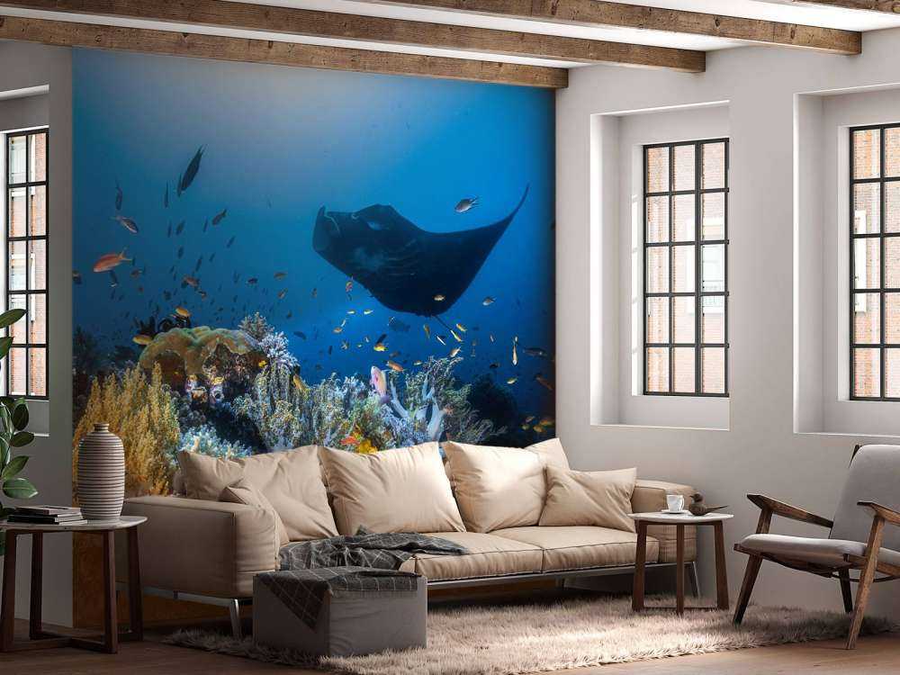 Manta reef on the reef