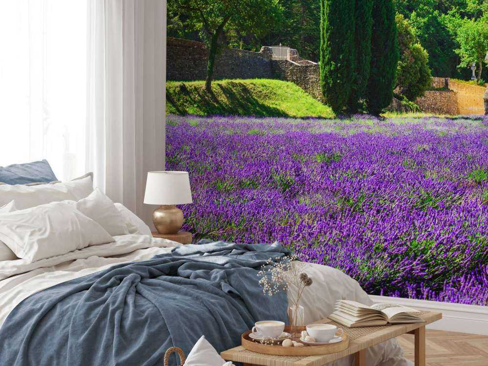 Fairy lavender field