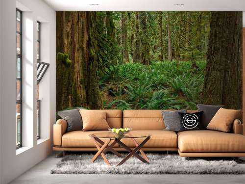 Ferns and trees 