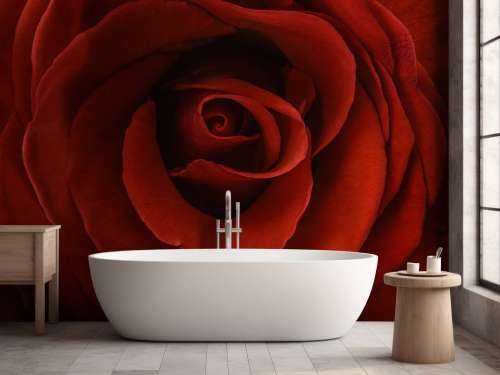 Close-up red rose