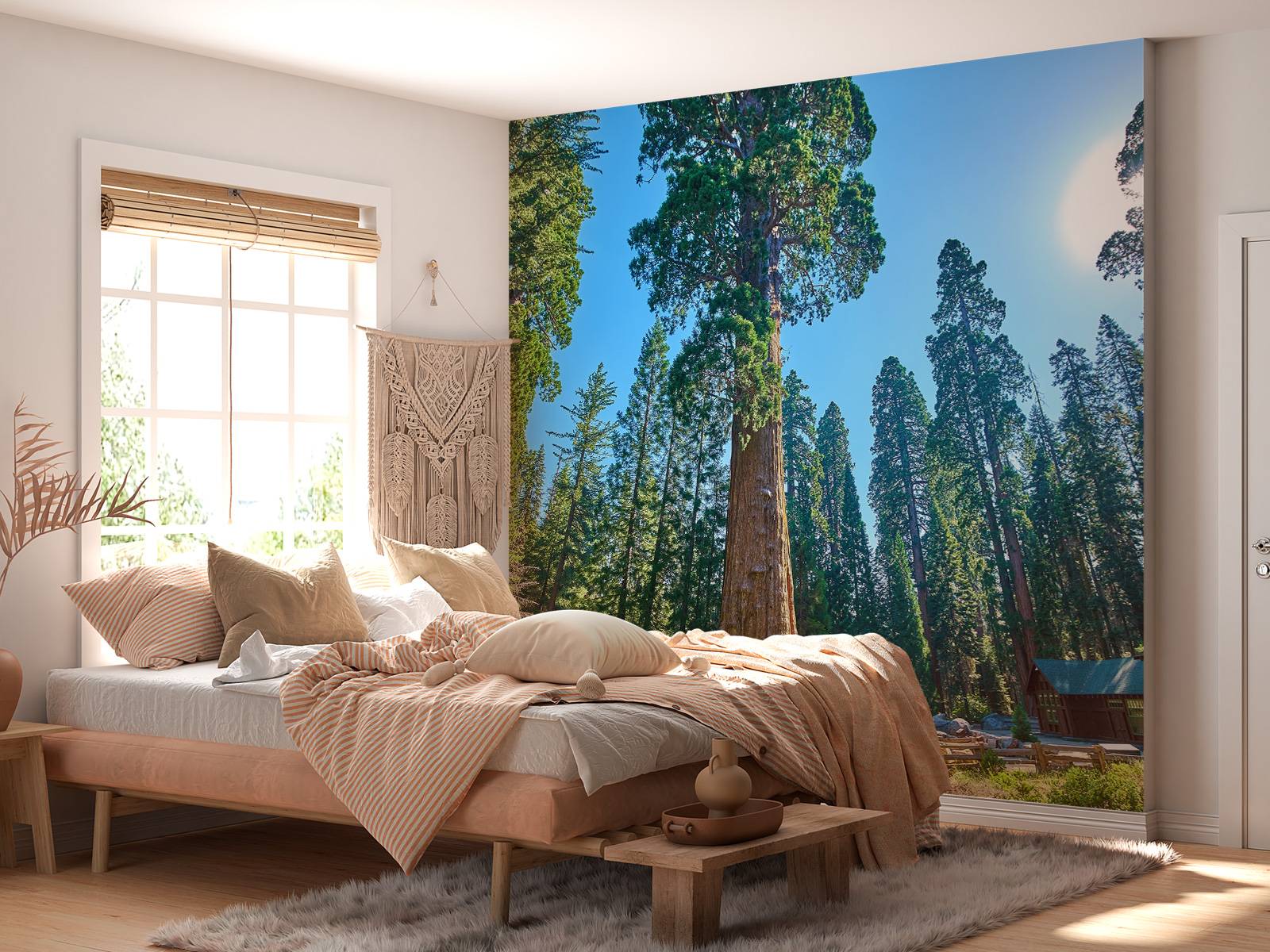 Sequoia trees