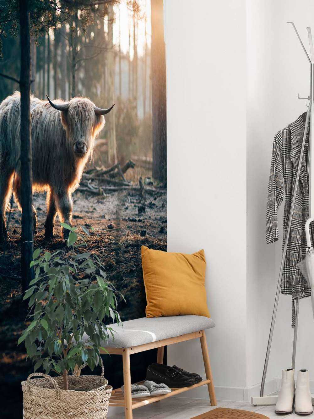 White Scottish Highlander