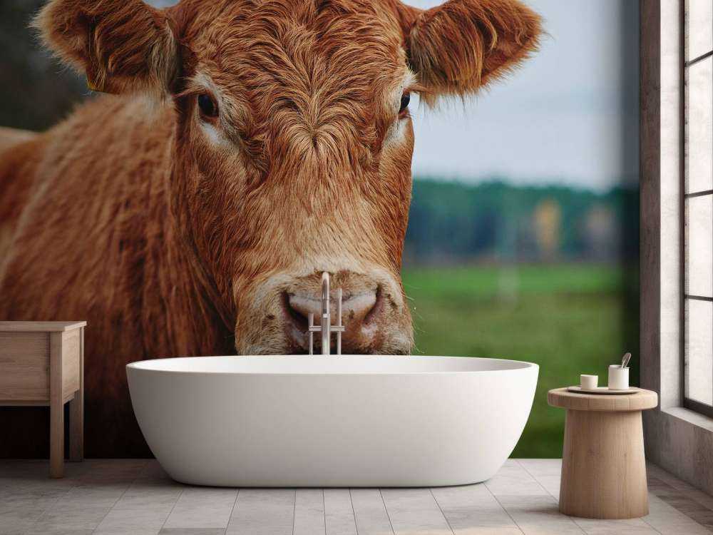 Portrait of a cow