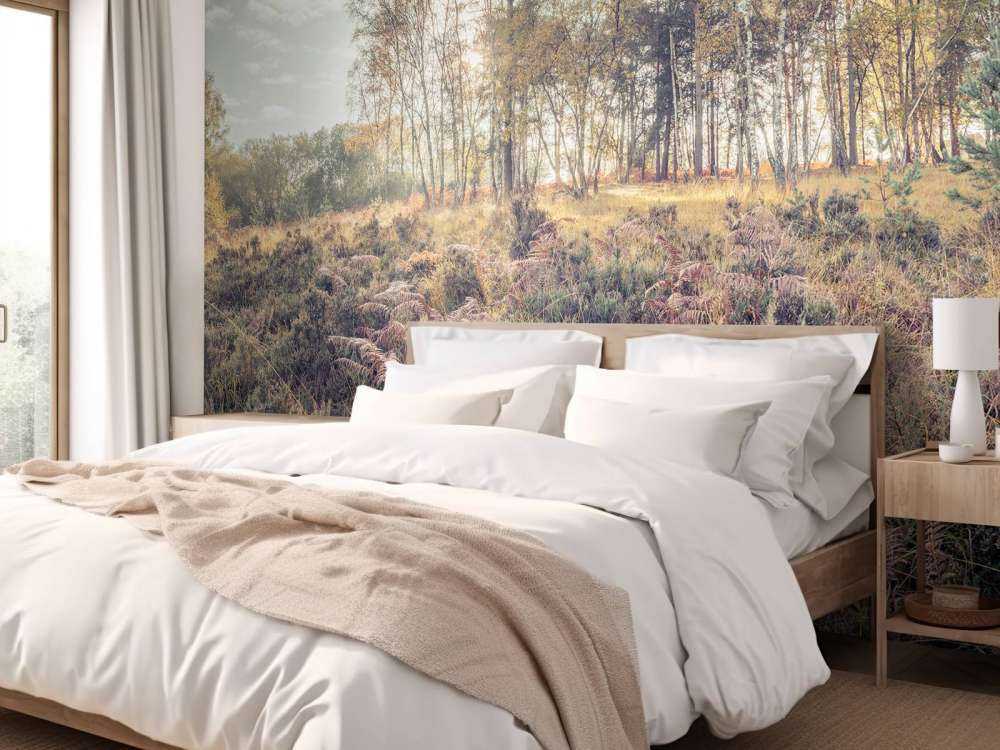 Forest in the morning