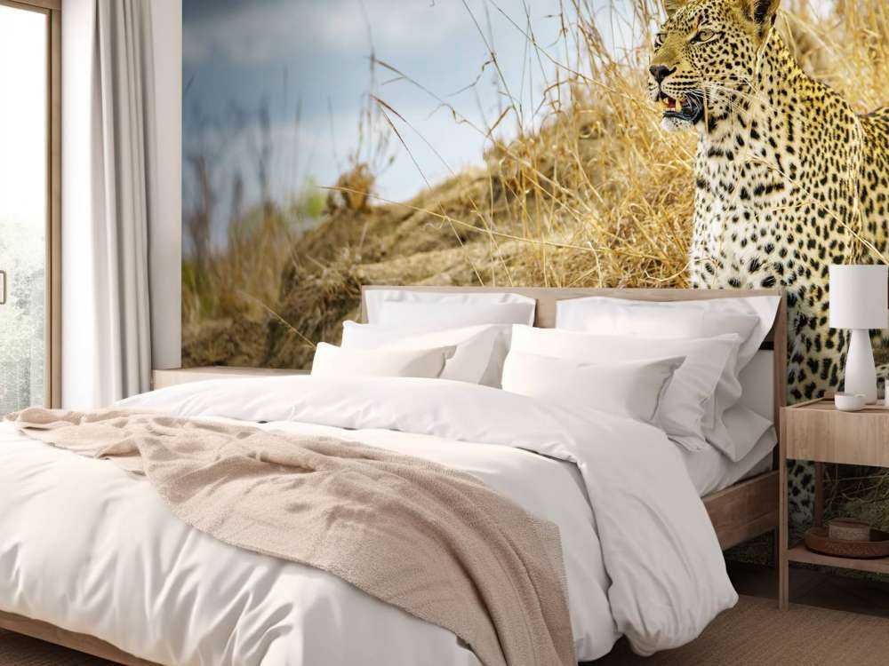 Leopard on the lookout