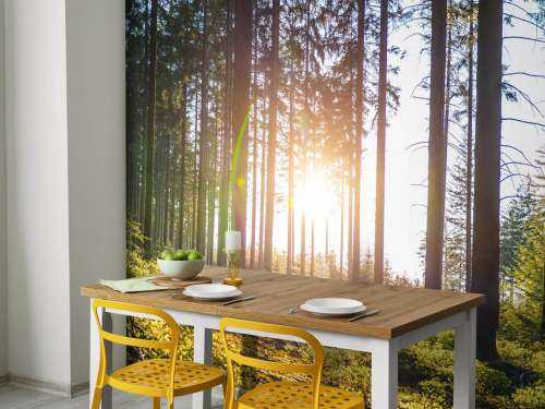 Spring forest