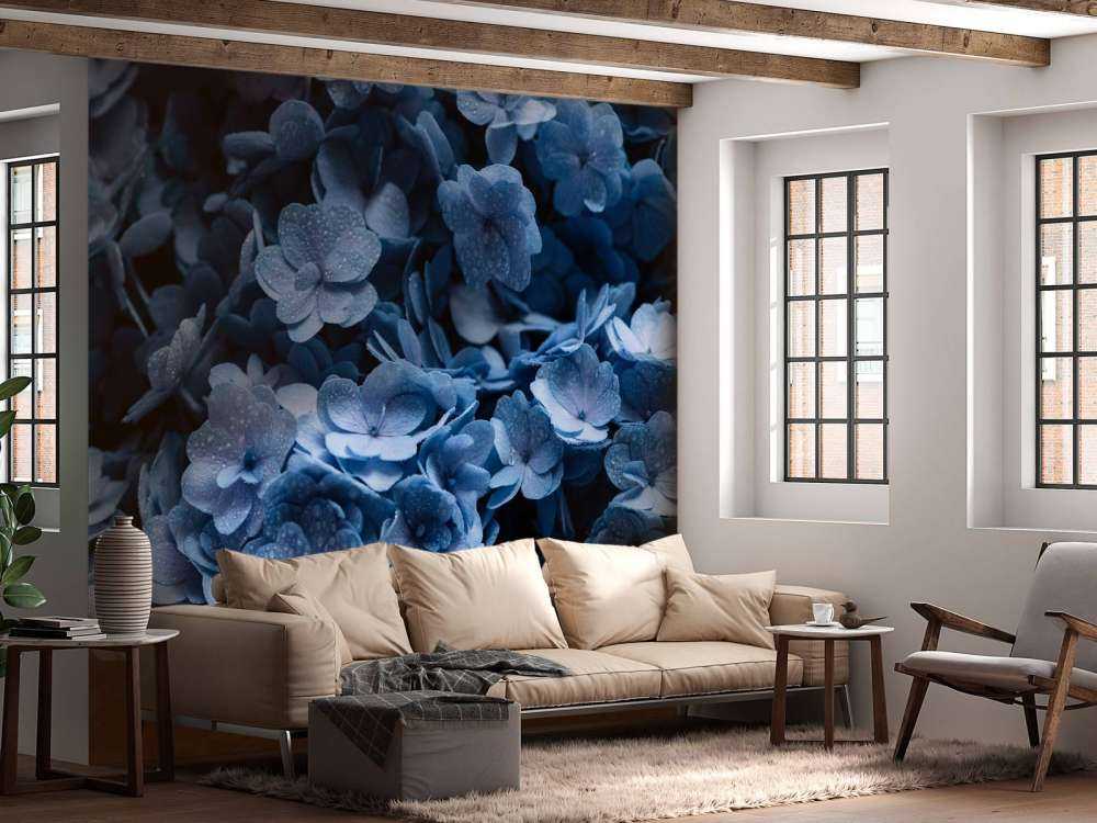 Close-up hydrangeas